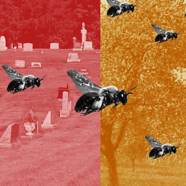 Photo illustration showing nine bees superimposed over photos of a cemetery and trees, cast in red on the left and yellow on the right