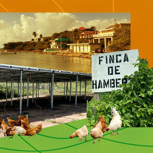 		Collage showing a photo of a bay with homes and an awningl with chickens grazing under it
	