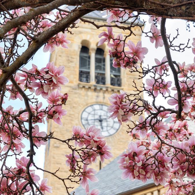 Flowers near Uris Library