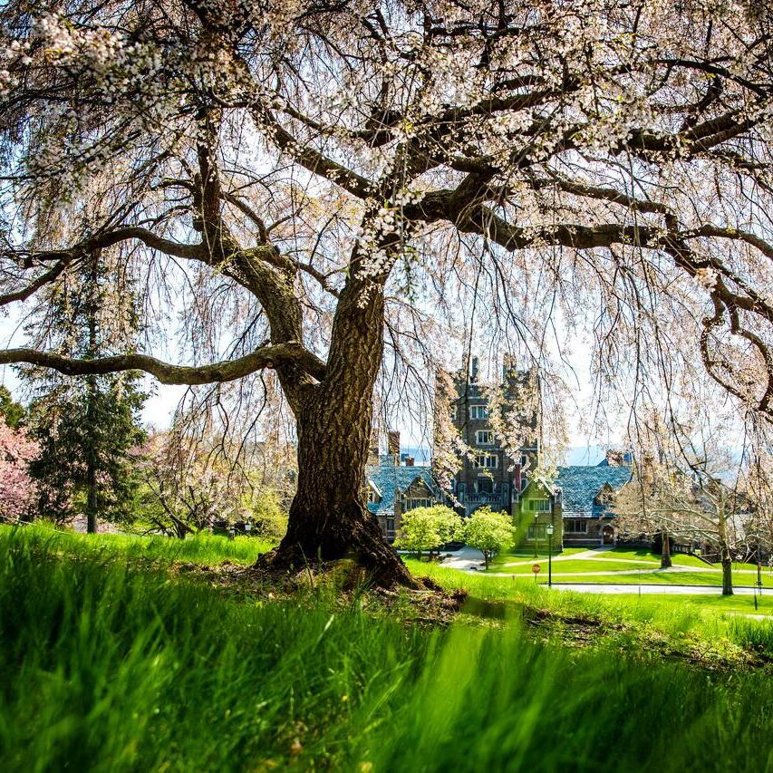 Large tree with drooping branches and light pink blossoms