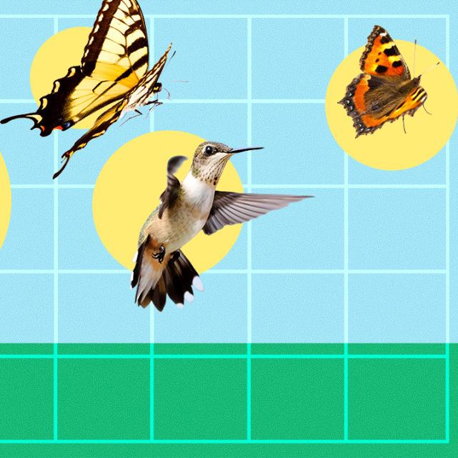 Illustration showing butterflies, a moth, a dragonfly and a hummingbird, each within a yellow circle against a blue background