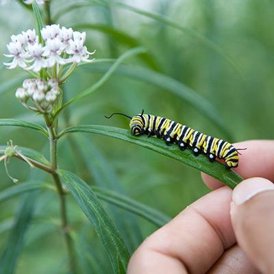 Ecology and Evolutionary Biology