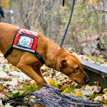 Dog wearing a vest, sniffing in leaves