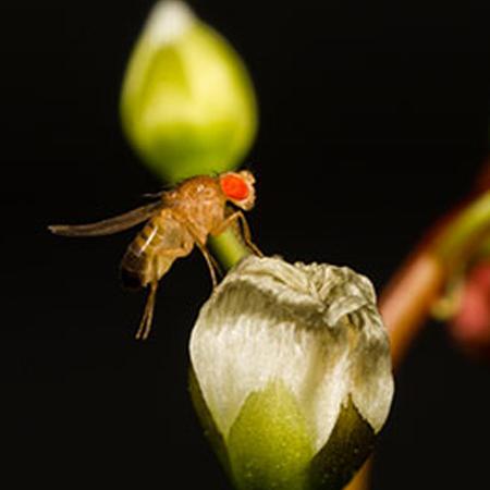 		 fruit fly
	