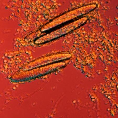 Microbe