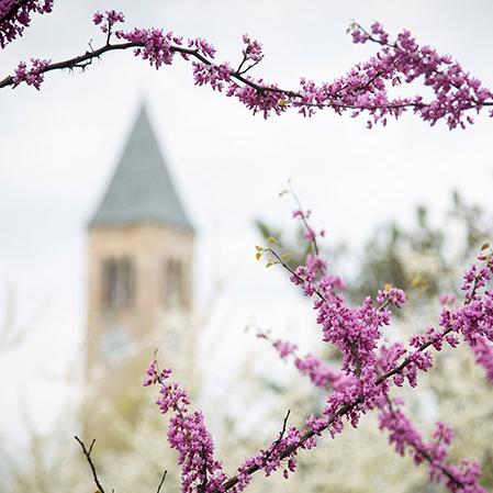  McGraw Tower in spring