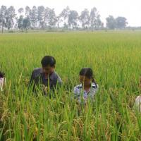 Four people standing chest-deep in a field of rice plants
