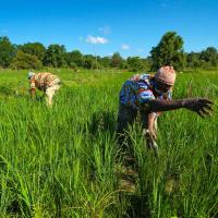 Two people working in a farm field