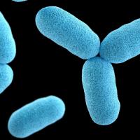 Blue oblong shapes (bacteria magnified)