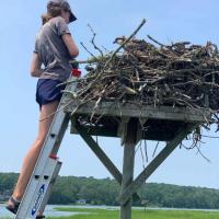 student on ladder looking into bird's nest