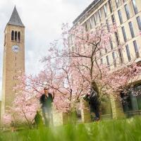 trees with pink blossoms in front of a clock tower and a library building