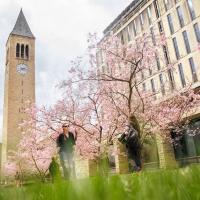 Campus buildings and pink blossoms on trees
