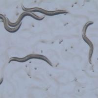 dark gray worms with pointed ends surrounded by dots of other microscopic things