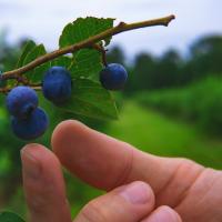Hand reaching for blueberries
