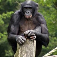  A bonobo sits on a pole