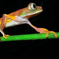  skinny orange frog with huge eyes