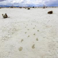  Footprints in dry ground