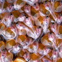  A group of fish hatchlings