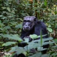  Bonobo amidst jungle leaves