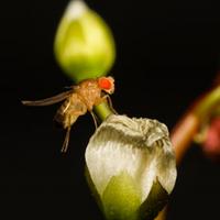  fruit fly
