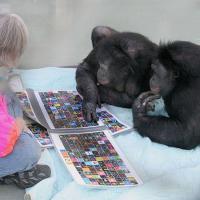  Bonobos Panbanisha and Kanzi lie on their stomachs while Kanzi presses a lexigram on an electronic panel