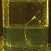  A single plant root floats in a container of water