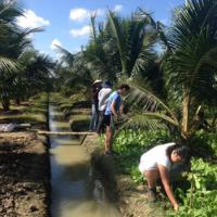  Students harvest vegetables on a farm in Bến Tre, the Mekong Delta, Vietnam