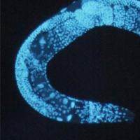  nematode Caenorhabditis elegans
