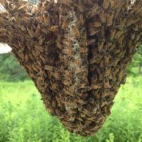 Honey bee hive