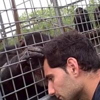  Itai Roffman leans his head against a cage as Fergus, a chimpanzee, touches his face through the bars