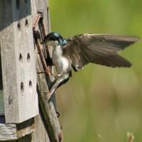  Tree Swallow at nest box