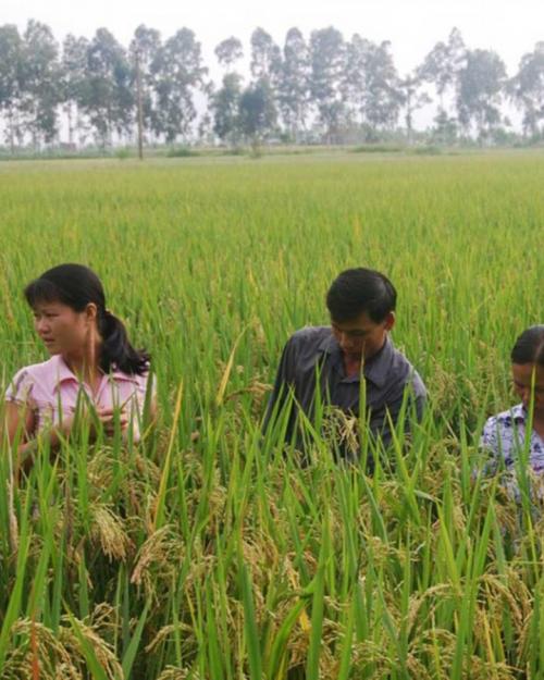 Four people standing chest-deep in a field of rice plants