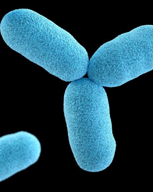 Blue oblong shapes (bacteria magnified)