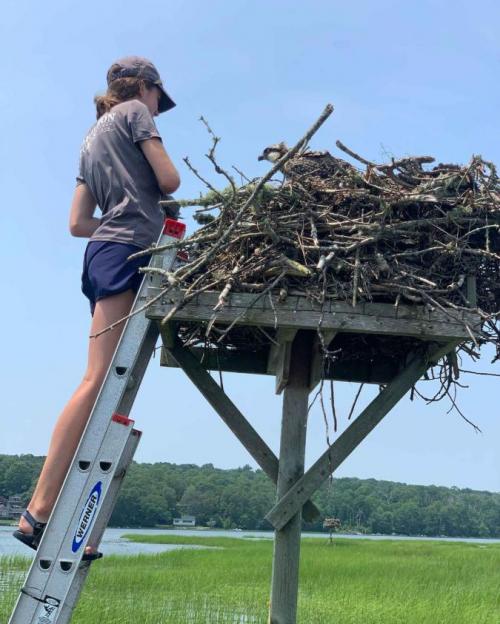 student on ladder looking into bird's nest