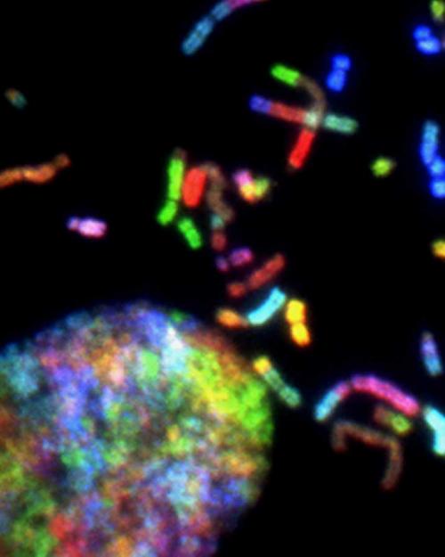 Colored oblong cells against a black background