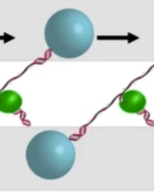 Illustration of nSWAT mechanism stretching DNA molecules