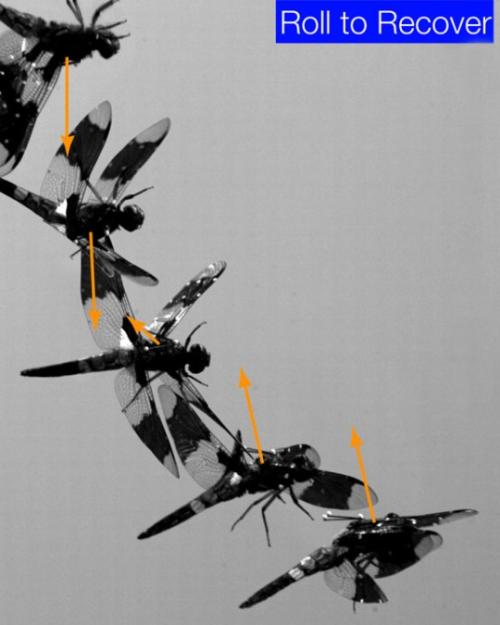 Stop motion images of a dragonfly turning over in flight