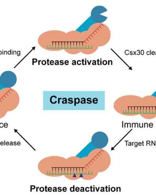 diagram of the Craspase process