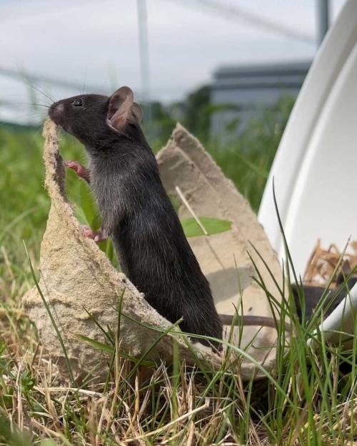 A black mouse nibbling on a piece of cardboard