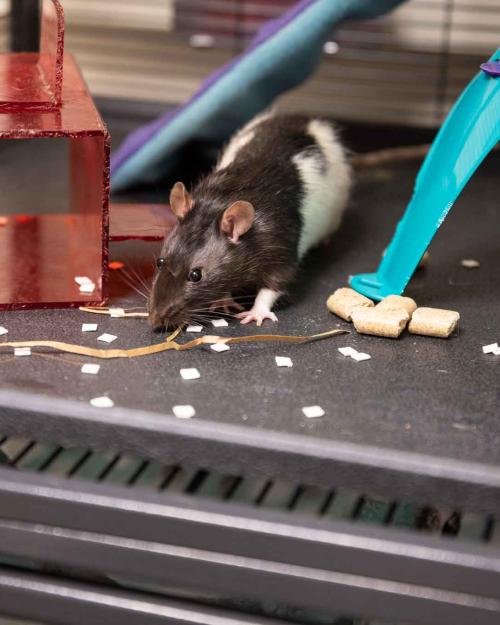 rat eating and playing