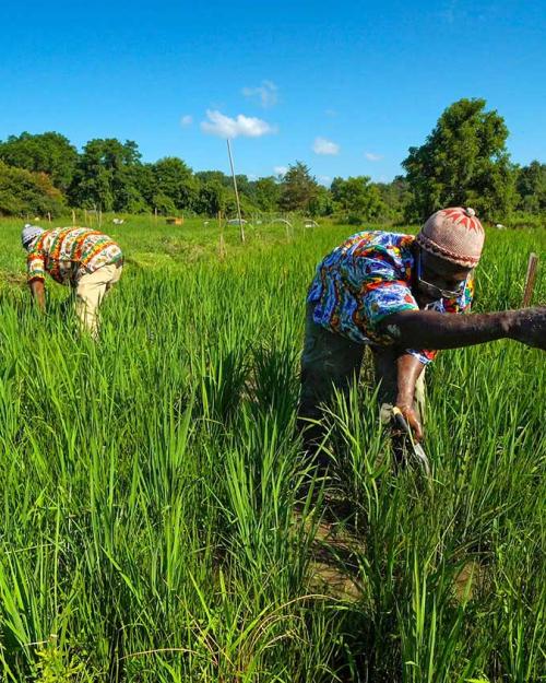 Nfamara Badjie and Moustapha Diedhiou weed the fields at the Badjies' rice farm in Ulster Park, N.Y.