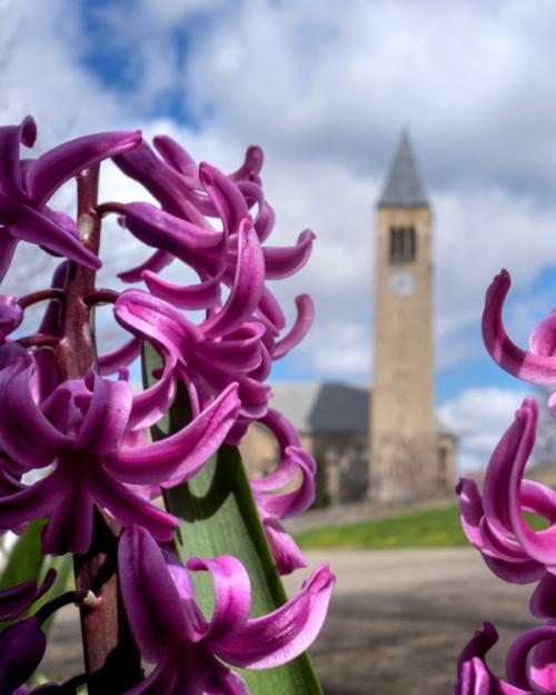 Purple flower blossoms with Cornell's McGraw Tower in the background