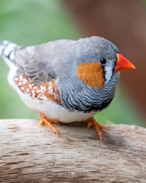 		A small, colorful bird on a thick branch
	