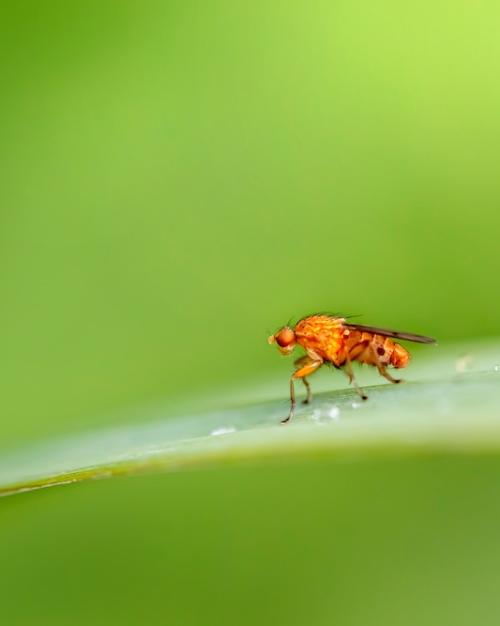 		Orange fruit fly on a green backgroun
	