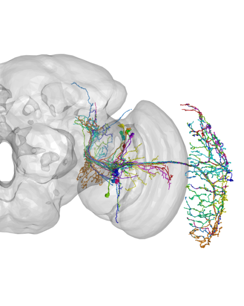 scientific image showing a broad gray area with webs of colors at the far right end 