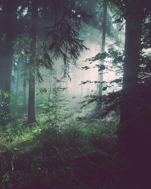 		a dark forest with sun rays
	