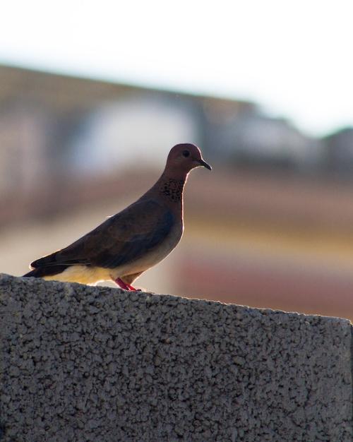 		Dove perched on a wall
	