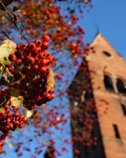 		Winter berries in tree with Barnes Hall tower in the background.
	