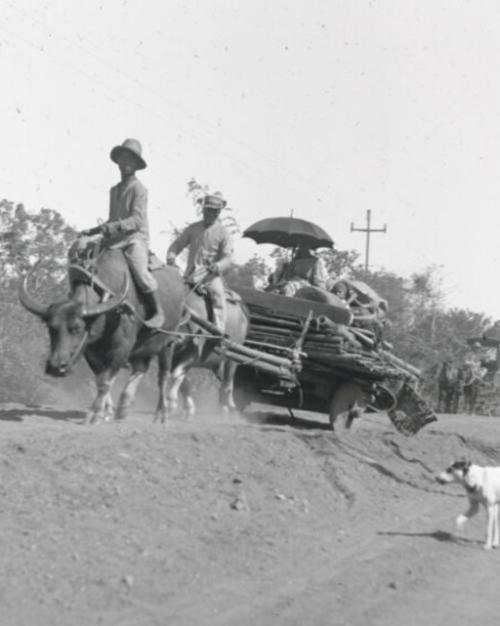 Black and white historic image of Filipino family traveling on carabao from an American concentration camp, circa 1900