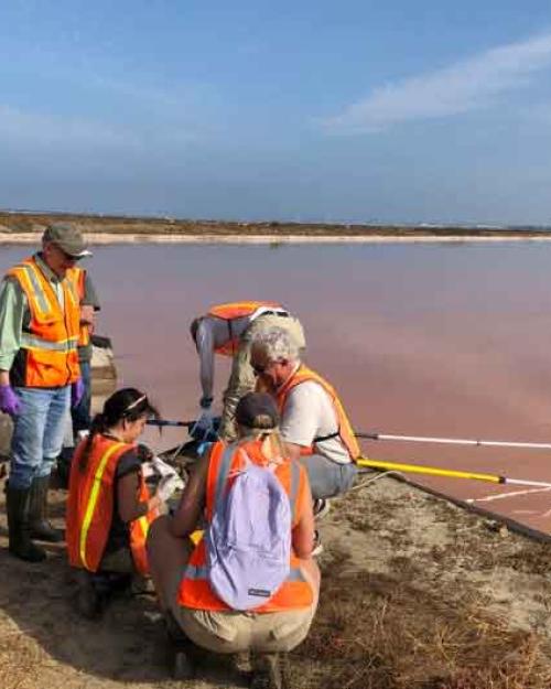 Researchers in striped orange hazard vests kneel next to a cloudy lake holding long poles in the water.
